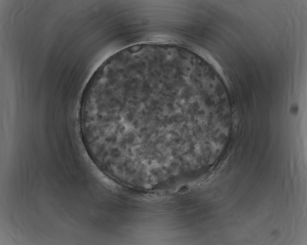 X0000094351091200711241909