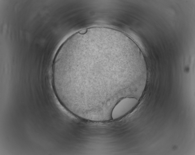 X0000094351100200711241909