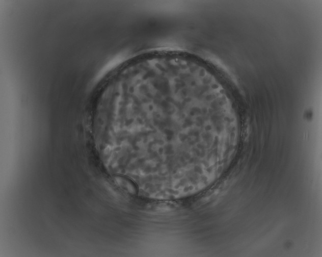 X0000094351255200711241907