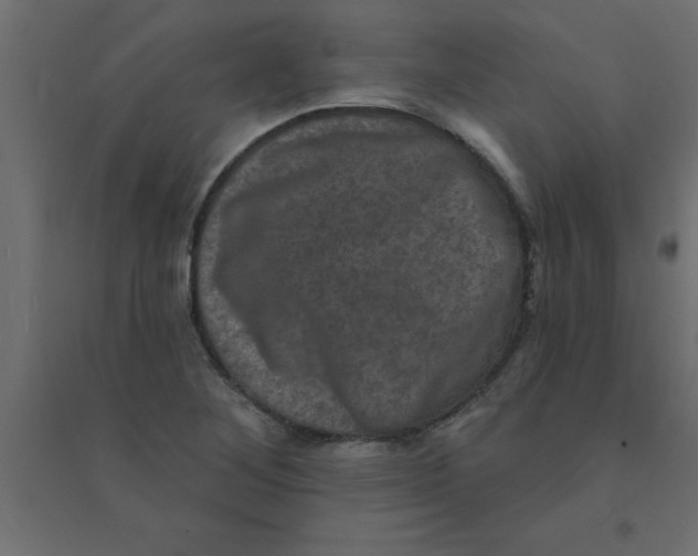 X0000094351268200711241907