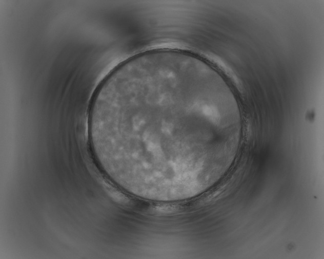 X0000094351274200711241907