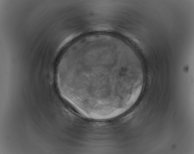 X0000094351306200711241906