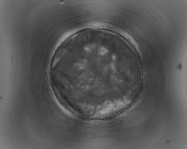 X0000094351429200711241905