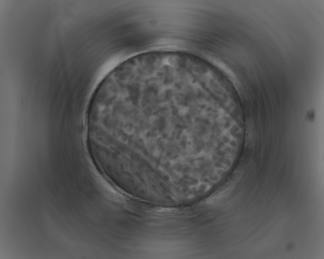 X0000094351467200711241904