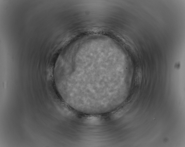 X0000094350236200711301409