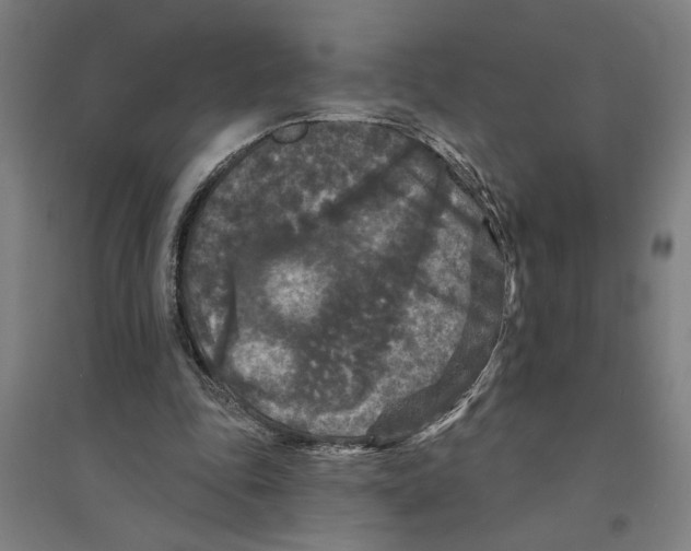 X0000094350343200711301407