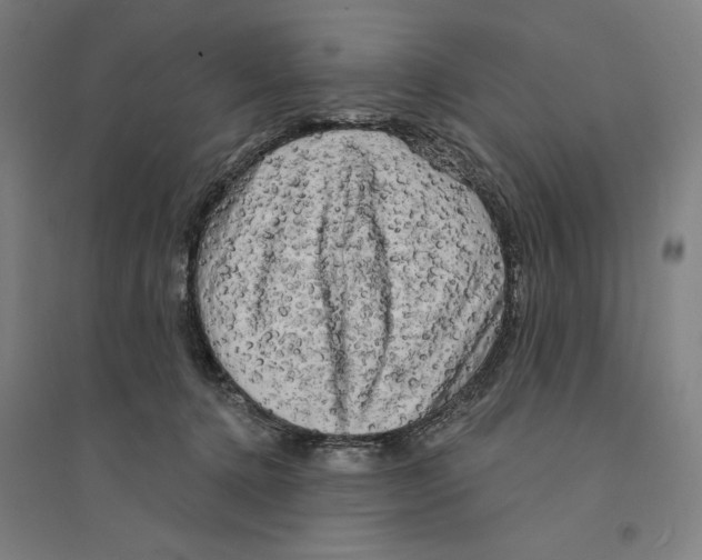 X0000094350368200711301407