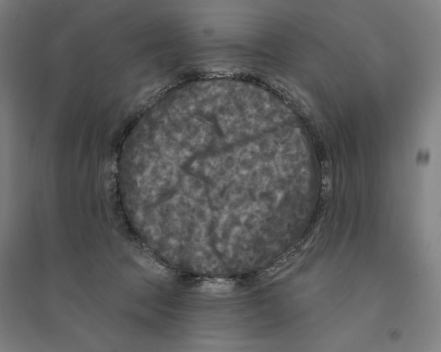 X0000094350369200711301407