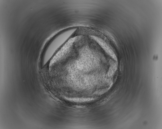 X0000094350388200711301407