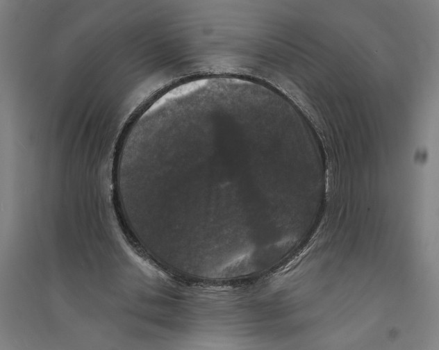 X0000094350438200711301405