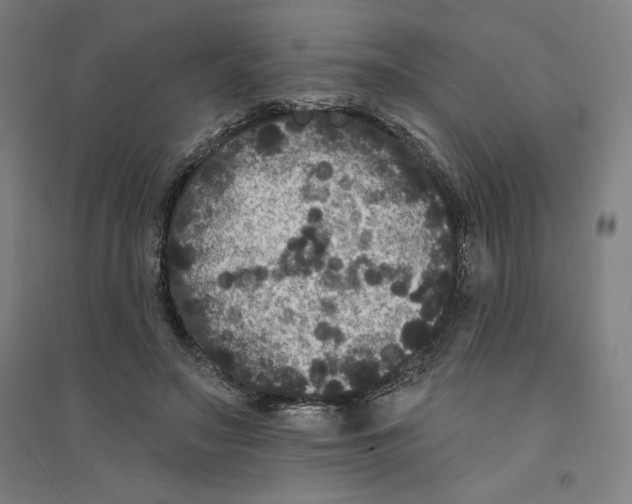 X0000094350499200711301405