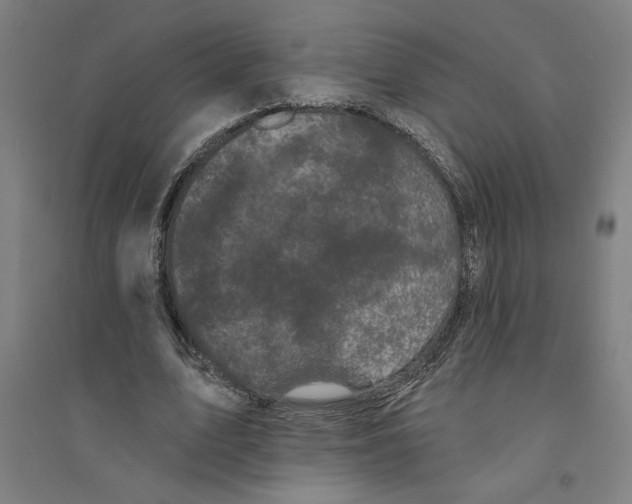 X0000094350583200711301404