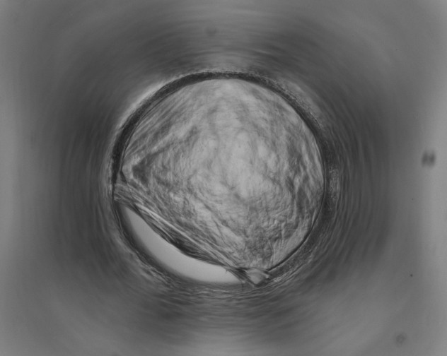 X0000094350676200711301402