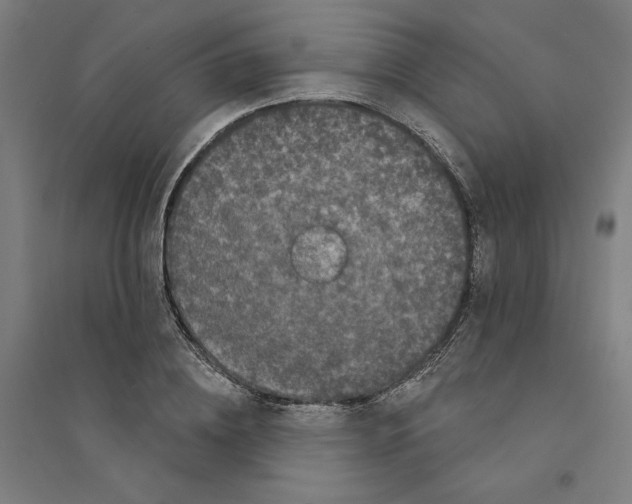 X0000094350836200711301400