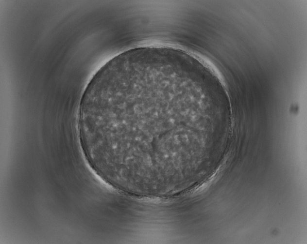 X0000094350855200711301400