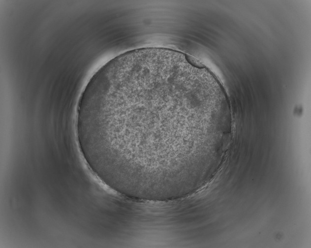 X0000094351096200711301355