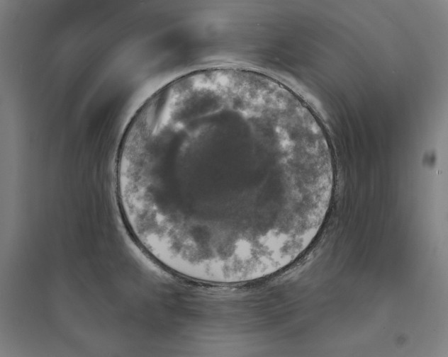 X0000094351239200711301354