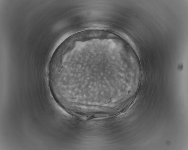 X0000094351243200711301354