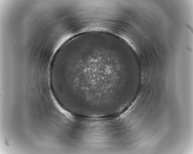 X0000094361038200711021505