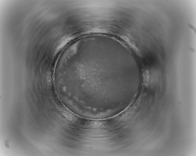 X0000094361266200711021502