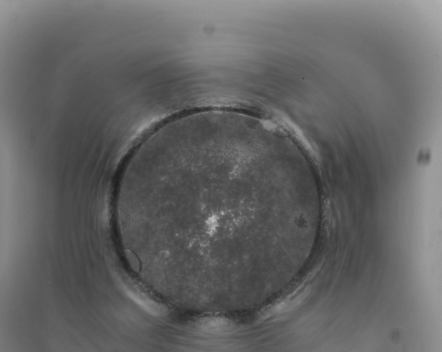 X0000094360203200711091522