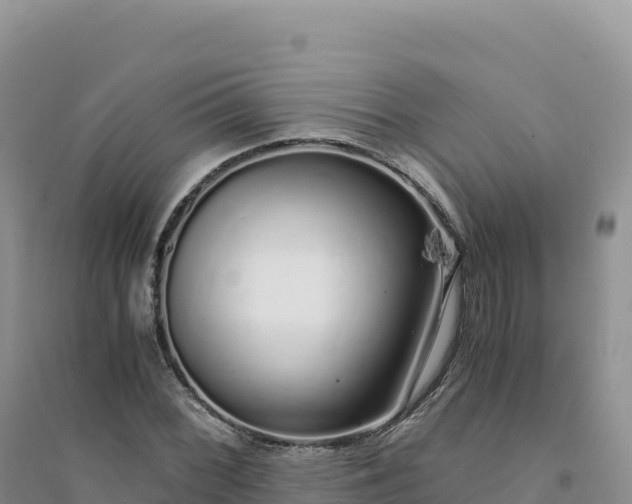 X0000094361068200711091510