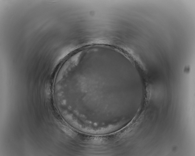 X0000094361266200711091507