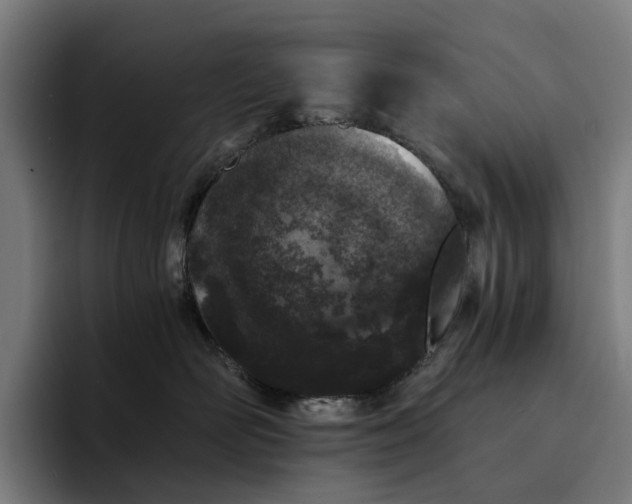 X0000094360526200711162053