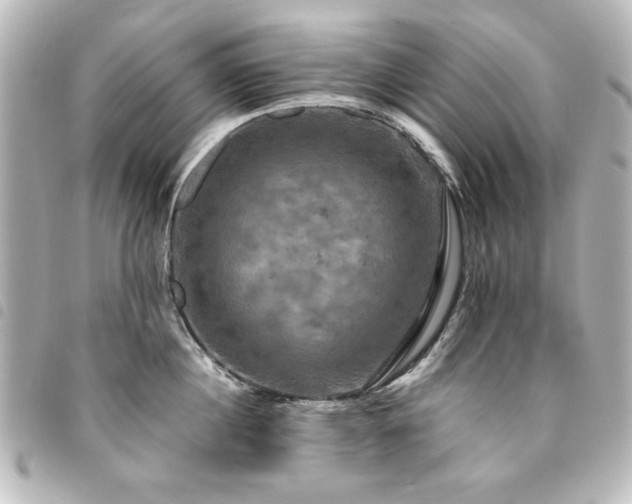 X0000094370860200711021529