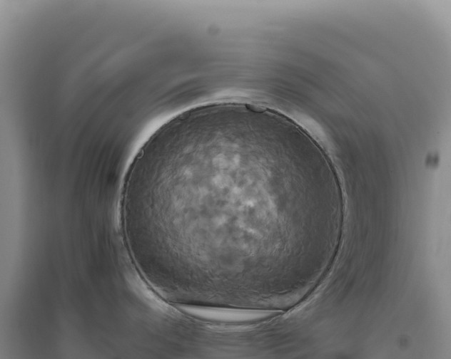 X0000094371296200711091529