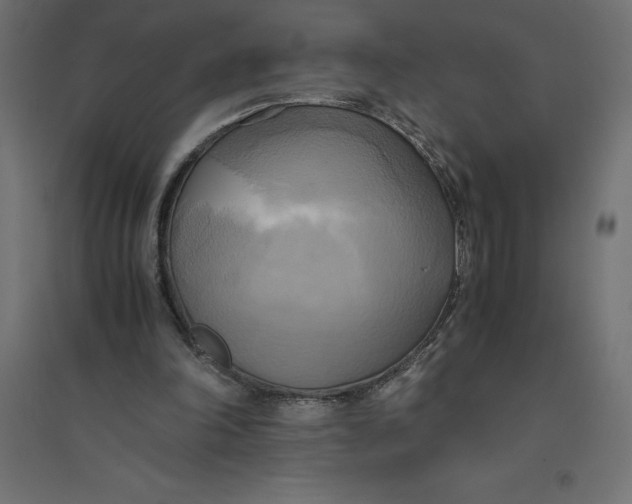 X0000094370198200711242007