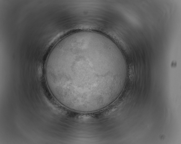 X0000094370208200711242007