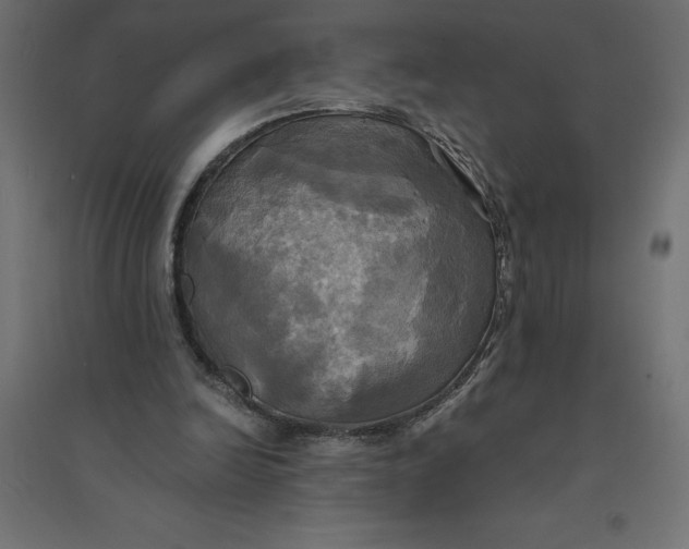 X0000094370246200711242006