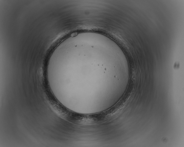 X0000094370256200711242006