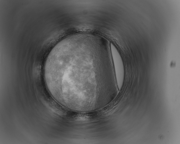 X0000094370263200711242006