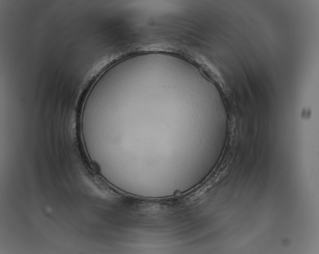 X0000094370298200711242006