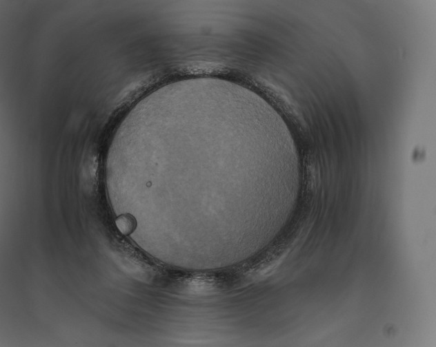 X0000094370308200711242006