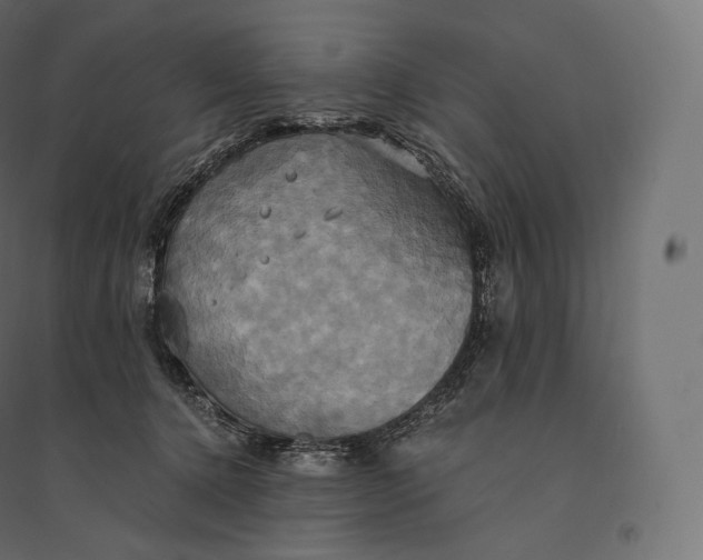 X0000094370368200711242005