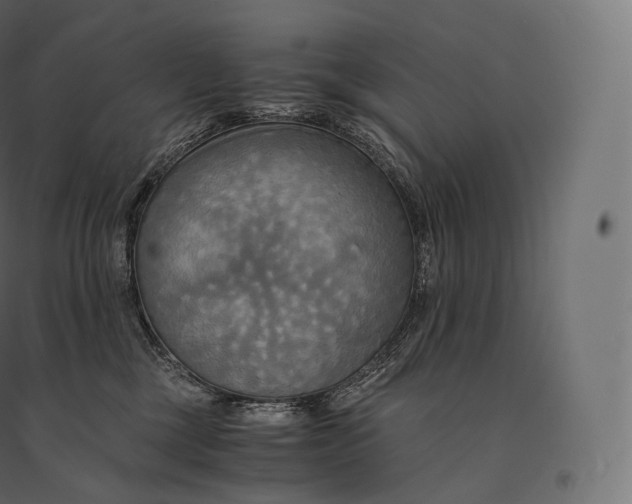 X0000094370377200711242005