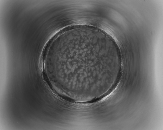 X0000094380925200711021223