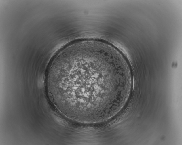 X0000094380483200711091605