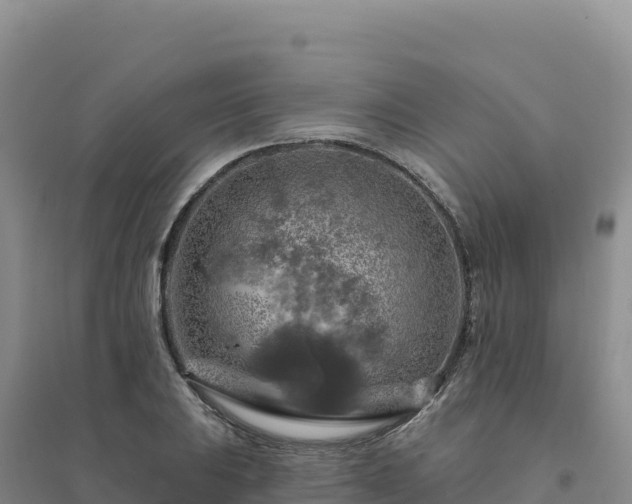 X0000094381031200711091556