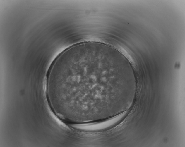 X0000094381084200711091556