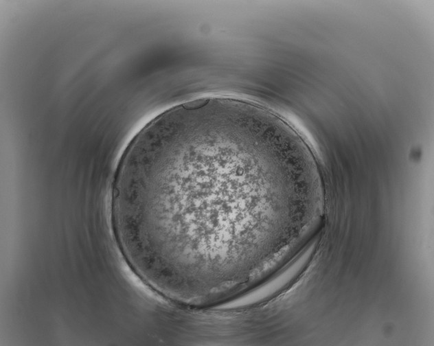 X0000094381100200711091555