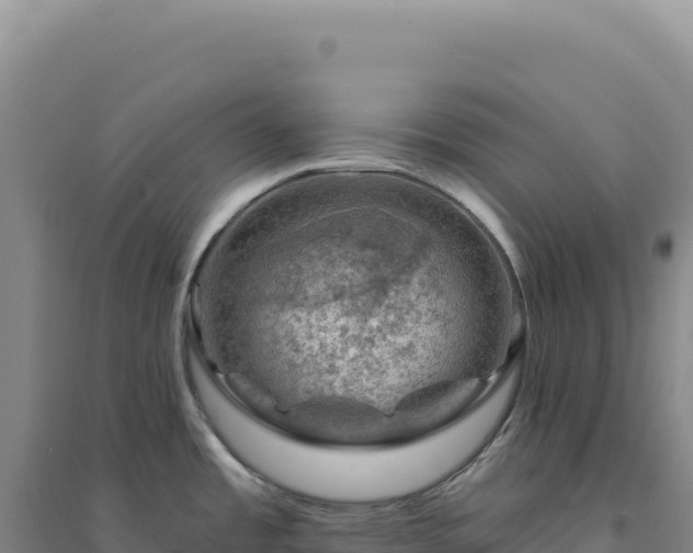 X0000094381485200711091550