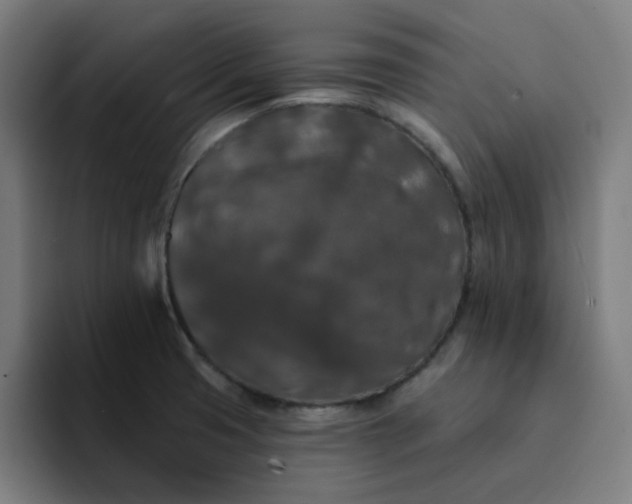 X0000094381425200711162121