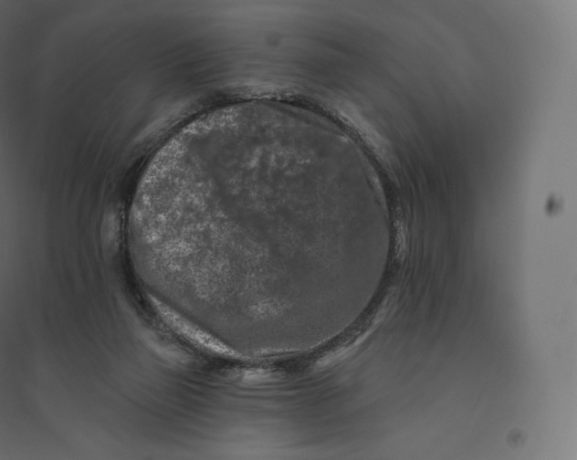 X0000094380165200711242030