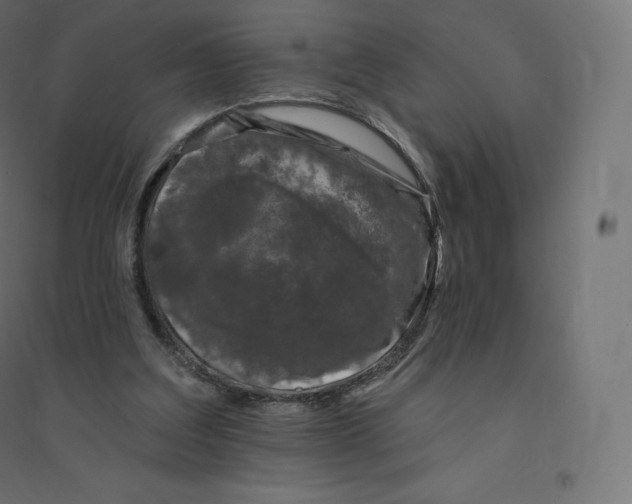 X0000094380203200711242029