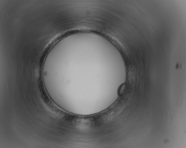 X0000094380208200711242029