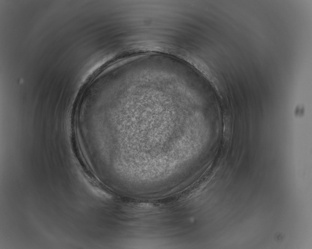 X0000094380390200711242027